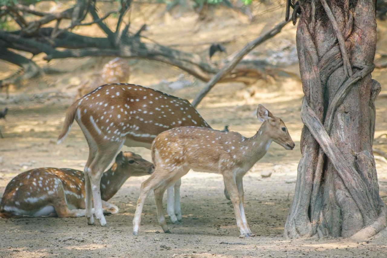 Yoga and meditation spots near Thikana Delhi